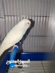  2 جوزين حب البينو للبيع