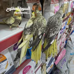  3 حبات كوكتيل أنظف حبات بالمملكة (ضروري تشوف الوصف)