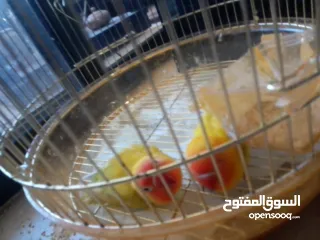  4 فيشر أخوة جاهزين التزاوج واحد ذكر و واحد انث بس ب 300 شيكل أليفين بس صاروا يعضو عشانهم مع بعض افصلهم