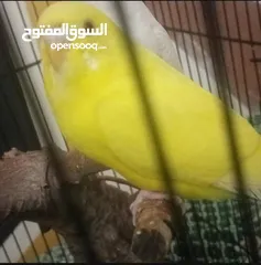 3 عصافير الحب(بادجي) جوز جاهز مع قفص كامل