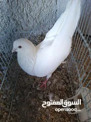  16 حمام للبيع