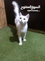  5 ذكر وانثى و5 قطط صغار