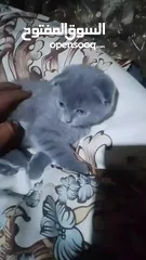  7 سكوتش فولد
