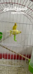  4 جوزين جوز كرزي تحته فراخ وجوز ليموني