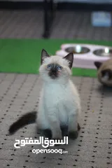  4 هملايا شوكلت