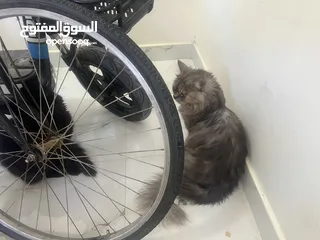  3 قطط شيرازيات