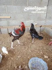  11 الديوك والدجاج للبيع