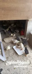  8 صوص جاج بلدي