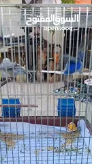  6 جوز طائر الروز