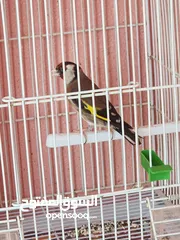  1 Goldfinch (hasoun) available  متوفر حسون سوري