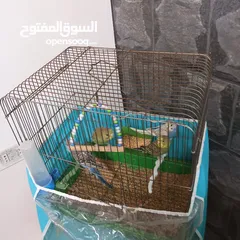  11 بسمله الرحمان الرحيم زوج تحتيهن ثلث فراخ   ويجي معهن ثلاثت أناث واحد ذكر بصلاة على النبي