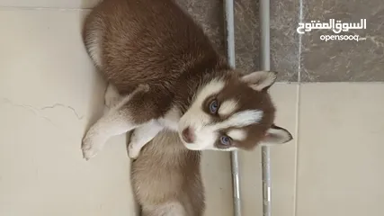  2 Siberian husky puppies blue eyes