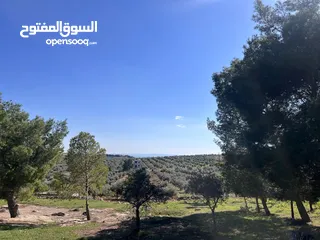  1 فرصة العمر مزرعة زيتون راقية  طريق اربد عمان كافه الخدمات 17 دونم و نص منتجه