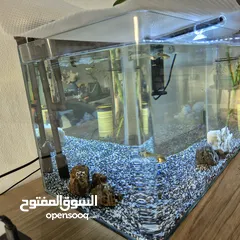  5 Fish tank and aquatic plants with 30 guppie family