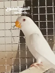  1 مطير روز البينو عين حمره