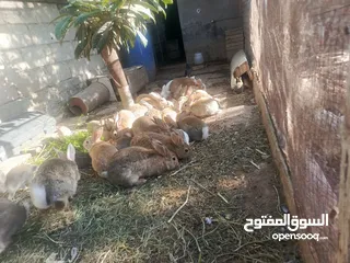  3 ارانب بلديه شغالة تربيه منزليه