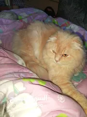  21 القطط الصغيره عمرهااا 2 شهرين ..القطط الكبيره عمرها 8شهور .. القط الاحمر سنه و3شهور