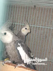  1 طيور كوكتيل كريمي فيس