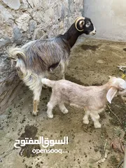  2 عنز للبيع ( تابع الوصف )