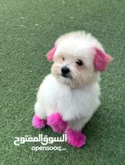  1 كلب انثى مالتيز بيور العمر6شهور ماخده مطعوم الاول وثاني مدربه ع الحمام وطاعه متقدمه