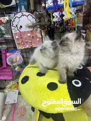  9 هملايا بلو بوينت مع فل باكيج بس ب40 عروض مجنونة