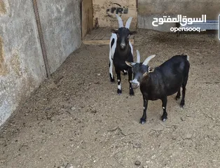  1 جوز ماعز قزم نوادر