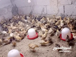  28 صوص بلدي عمر 38 يوم   صوص بلدي عمر 18 يوم