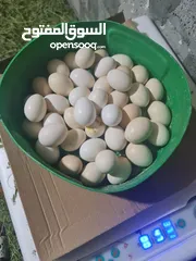  3 بيض نوادر الدواجن