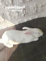  7 أرانب ذكور للبيع