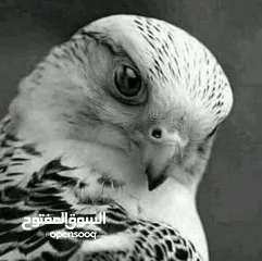  1 شقة البيع شارع 24