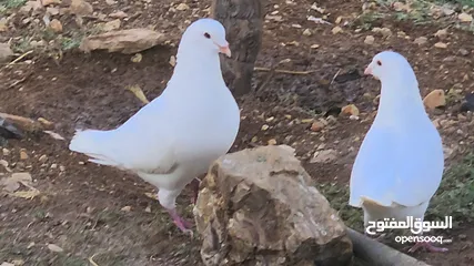  3 حمام فرنسي