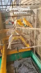  3 طيور كناري