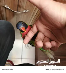  3 ببغاء لوري اليف