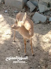  2 غزال فحل للبيع