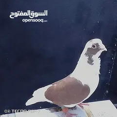  8 اربع فراخ وطيره