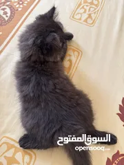  7 Persian mix with Scottish kitten for sale