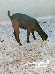  7 سخلتين شاميات ثنايا