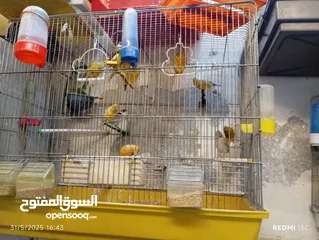  3 طيور كنارت وببغات للبيع