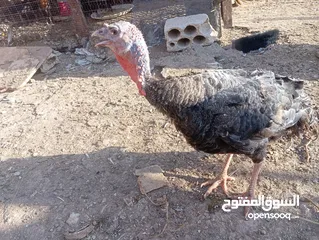  11 طيور للبيع بغرض نقل مكان السكن