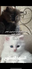  1 قطتين عمرهم شهرين الاب هملايا و الام شيرازي  سعر الوحده 125 الف