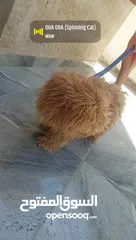  3 كلب زينة هادي جدا