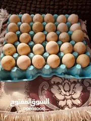  1 بيض بط بلدي مكبس ميه بالمية للفقاسات