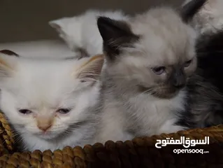  9 قطط للبيع السعار مشكله