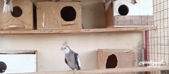  4 كوكتيل وايت فيس جوزين شغالات