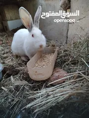  7 أرانب  للبيع