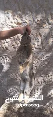  12 كوم أرانب بندوق الماني
