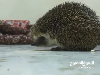  3 قنفد بري للبيع