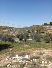  16 750م مشجرة زيتون العال والروضة حوض ابو الغزلان بسعر مغري