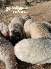  4 خرفان للبيع