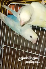  1 موجود جوز روز شغلات أقراء وصف
